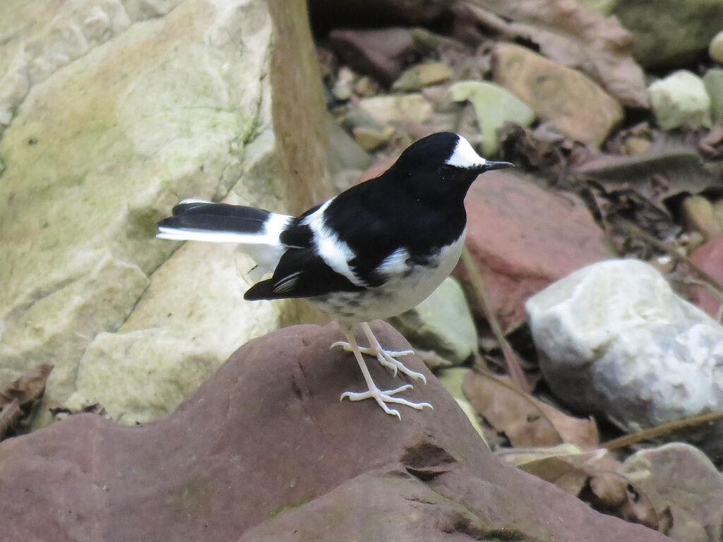 Little Forktail