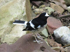 Little Forktail