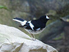 Little Forktail