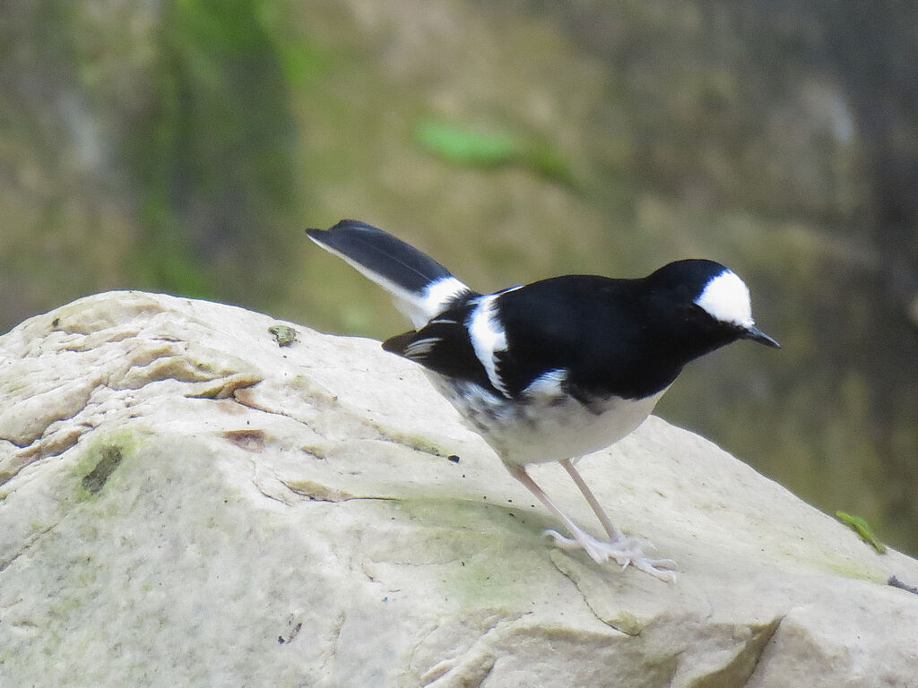 Little Forktail