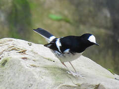 Little Forktail