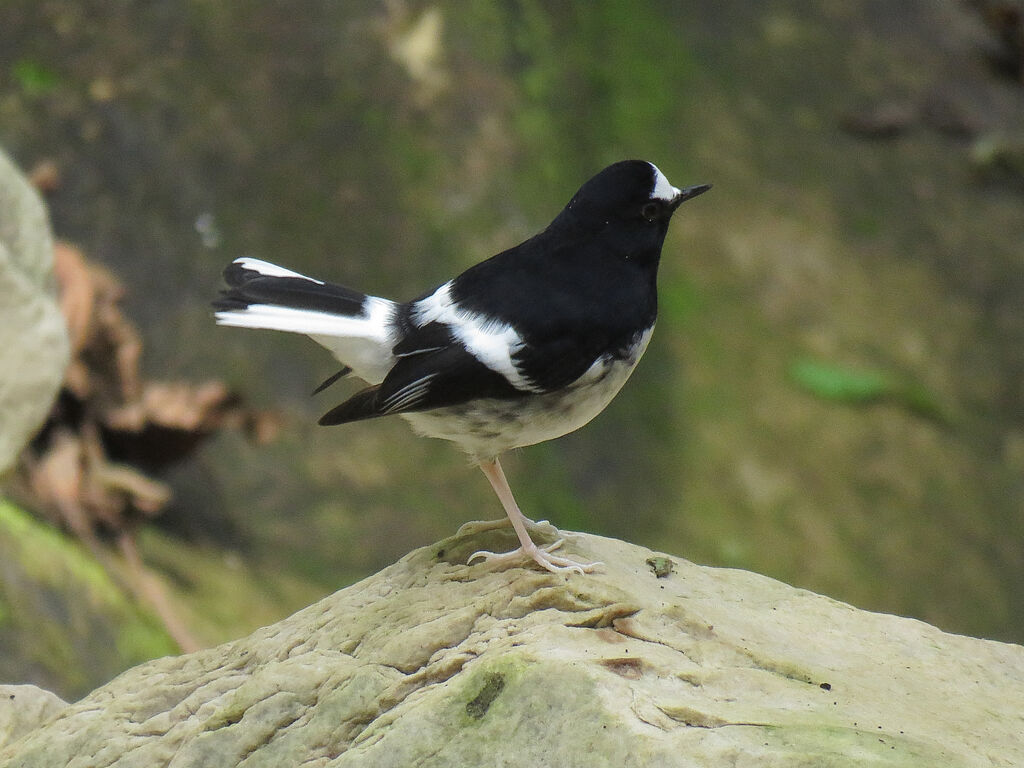 Little Forktail