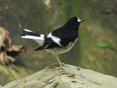 Little Forktail