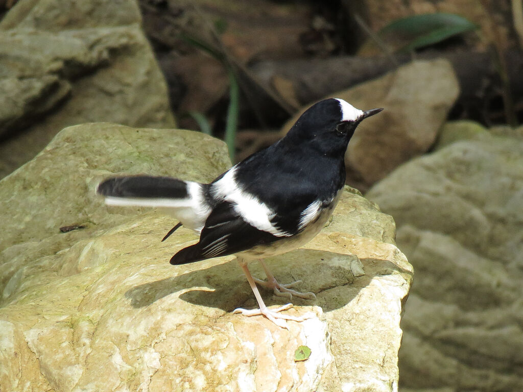 Little Forktail