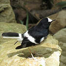Énicure nain