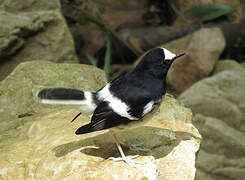 Little Forktail