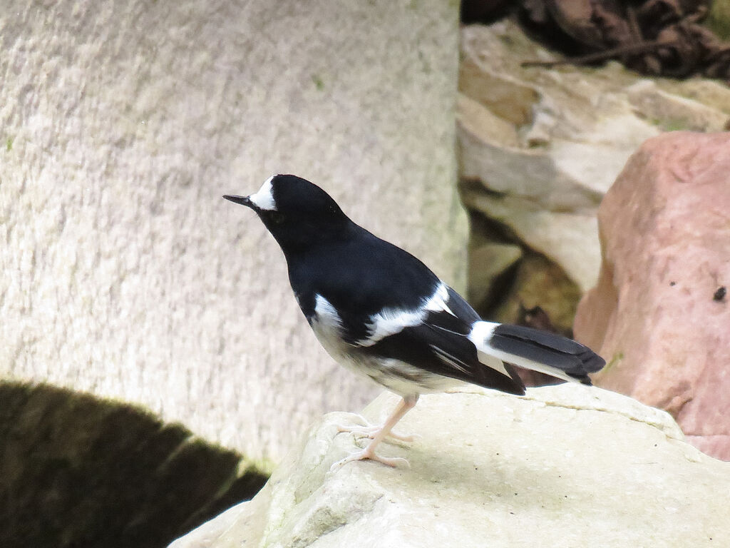 Little Forktail