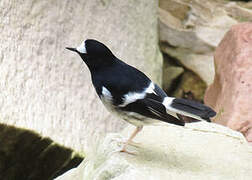 Little Forktail