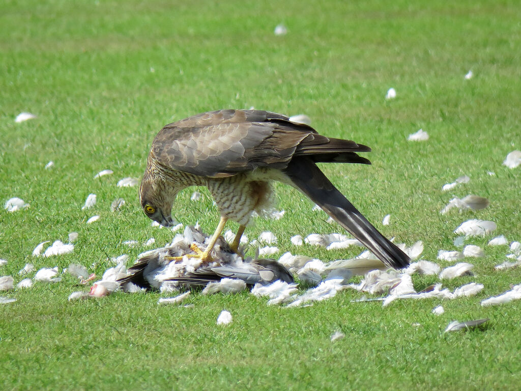 Eurasian Sparrowhawk