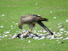 Eurasian Sparrowhawk