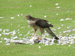 Eurasian Sparrowhawk