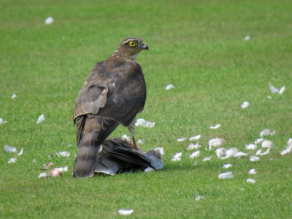 Eurasian Sparrowhawk