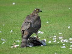 Eurasian Sparrowhawk