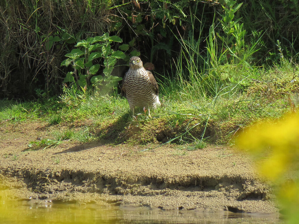 Eurasian Sparrowhawk