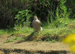 Eurasian Sparrowhawk