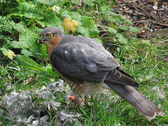 Eurasian Sparrowhawk