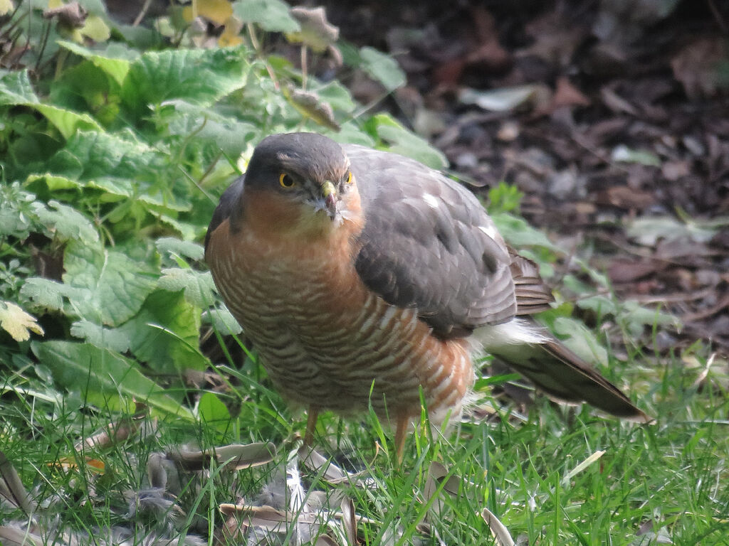 Eurasian Sparrowhawk male