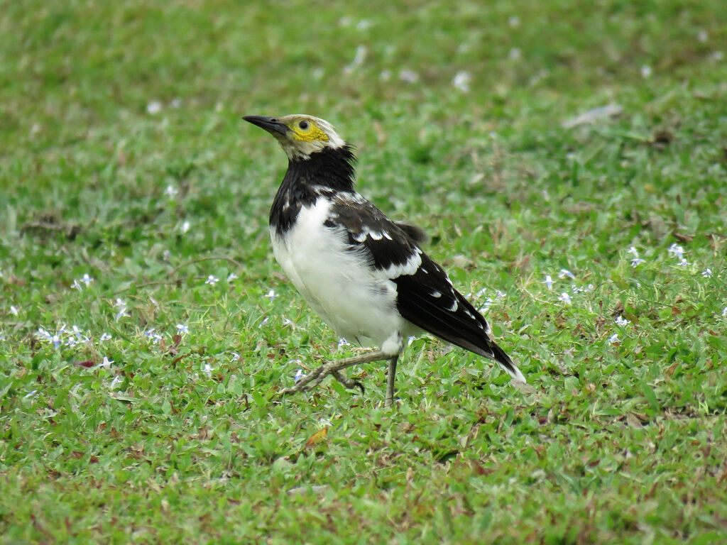 Black-collared Starling