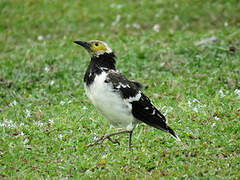 Black-collared Starling