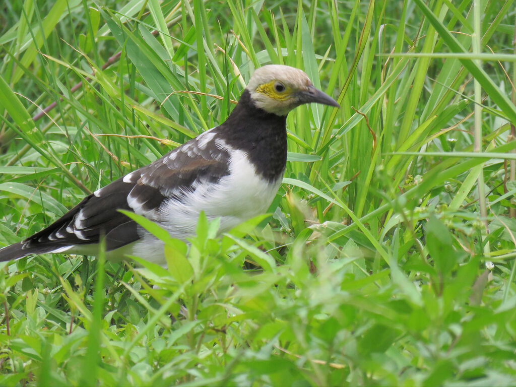 Black-collared Starling