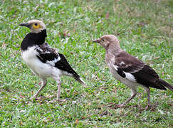 Black-collared Starling