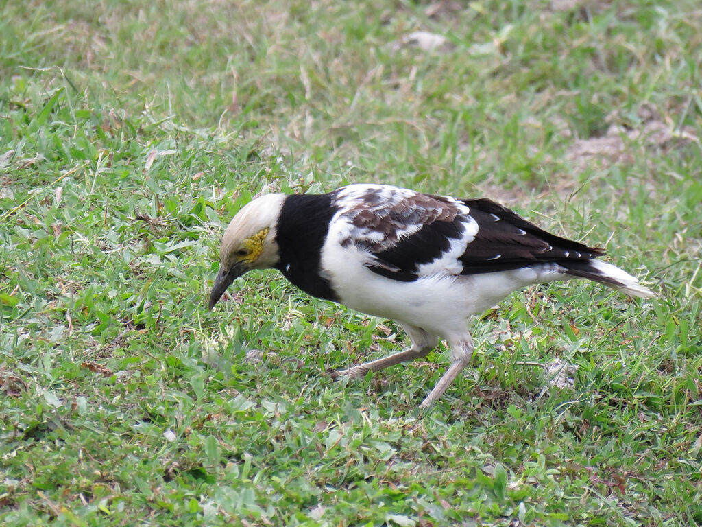 Black-collared Starling