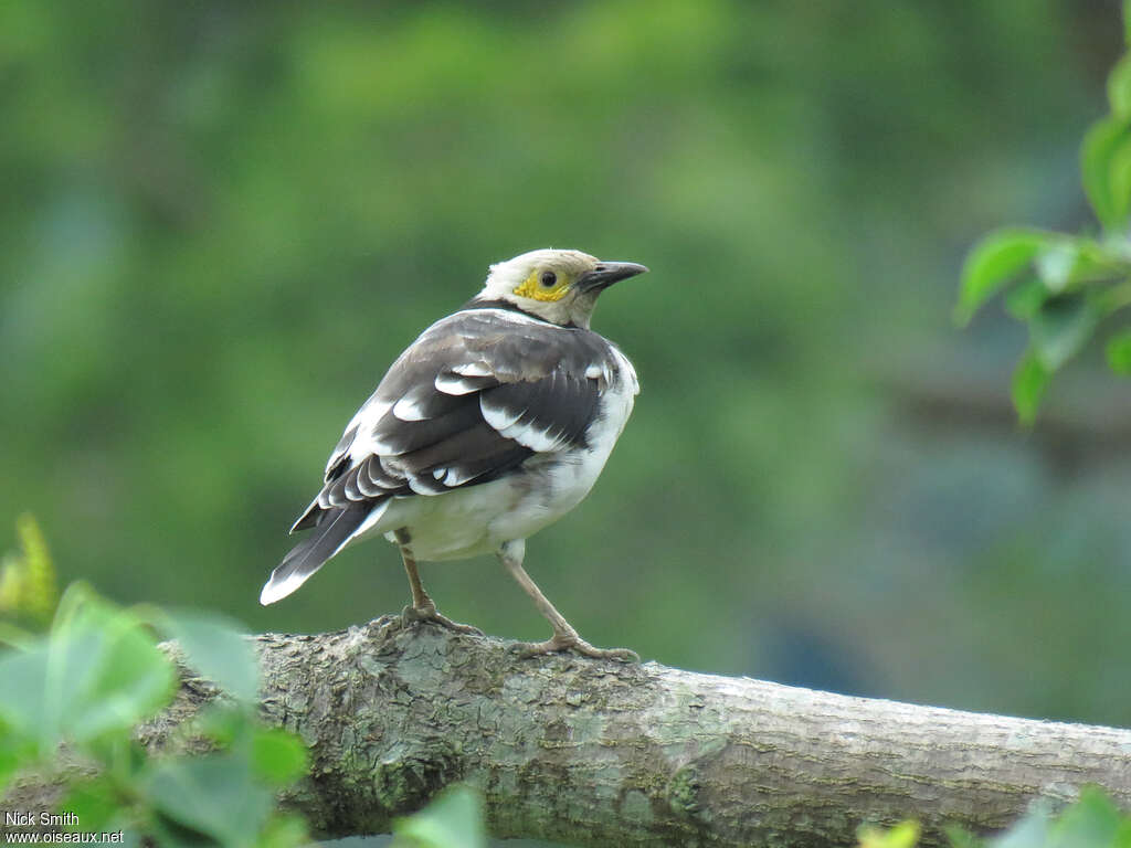 Black-collared Starlingadult