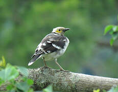 Black-collared Starling