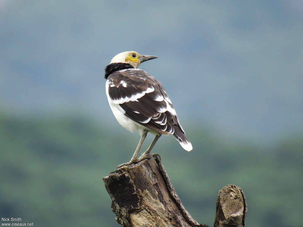 Black-collared Starlingadult