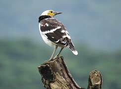 Black-collared Starling