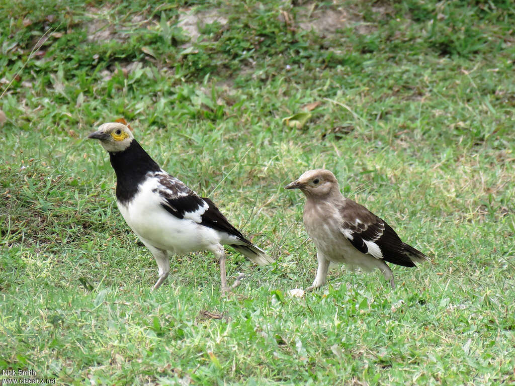 Black-collared Starling