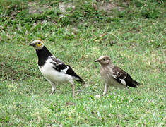 Black-collared Starling