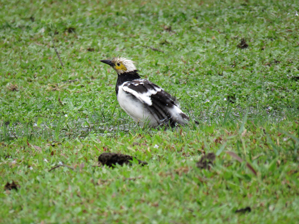 Black-collared Starling, care