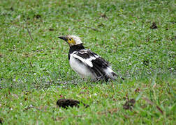 Black-collared Starling