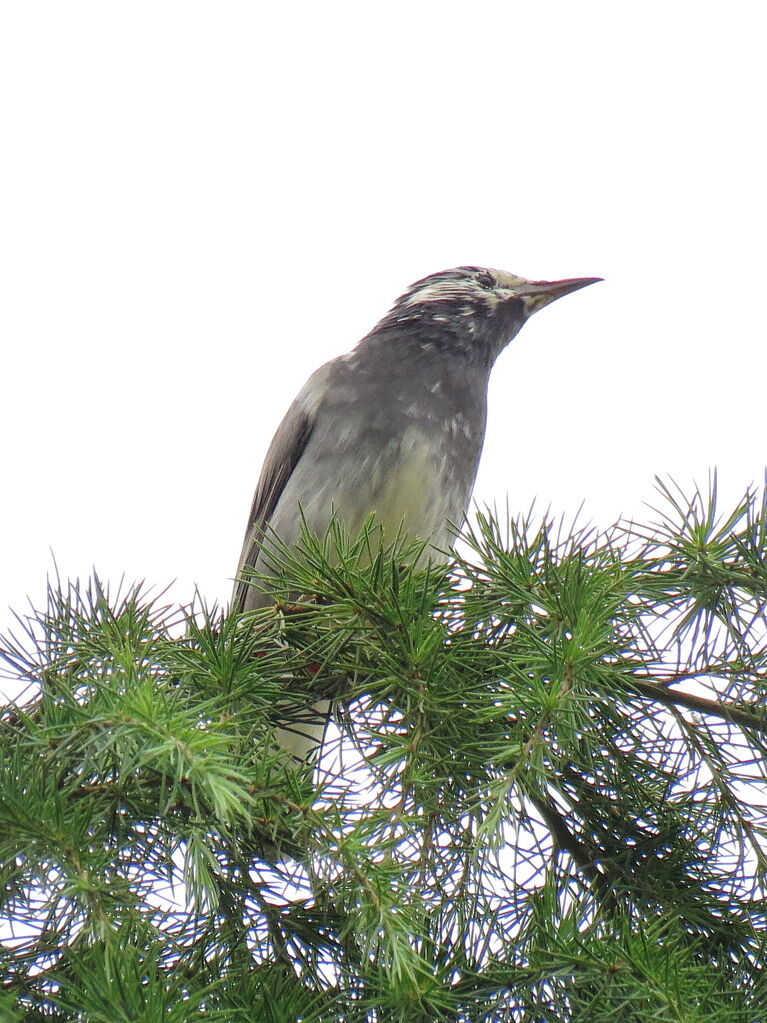 White-cheeked Starling