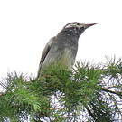 Étourneau gris