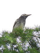 White-cheeked Starling