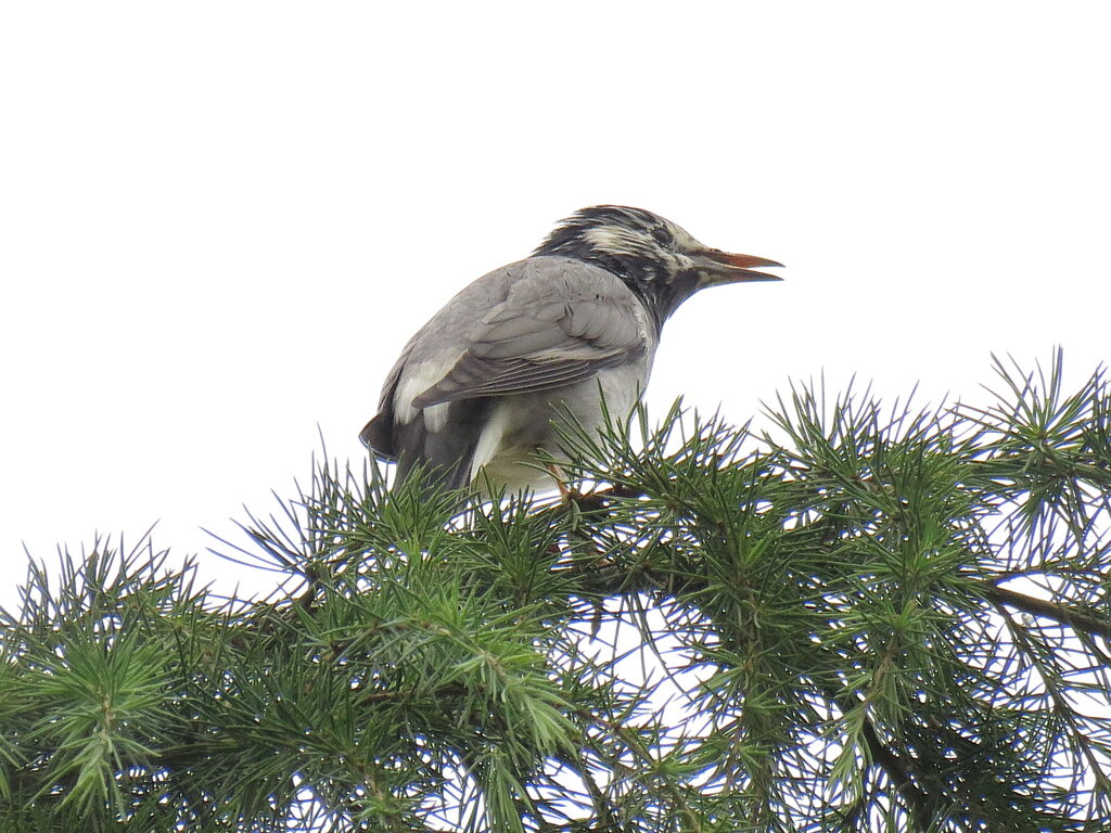 Étourneau gris