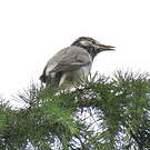 Étourneau gris