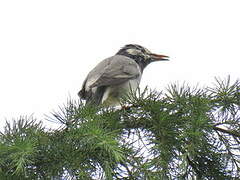 White-cheeked Starling