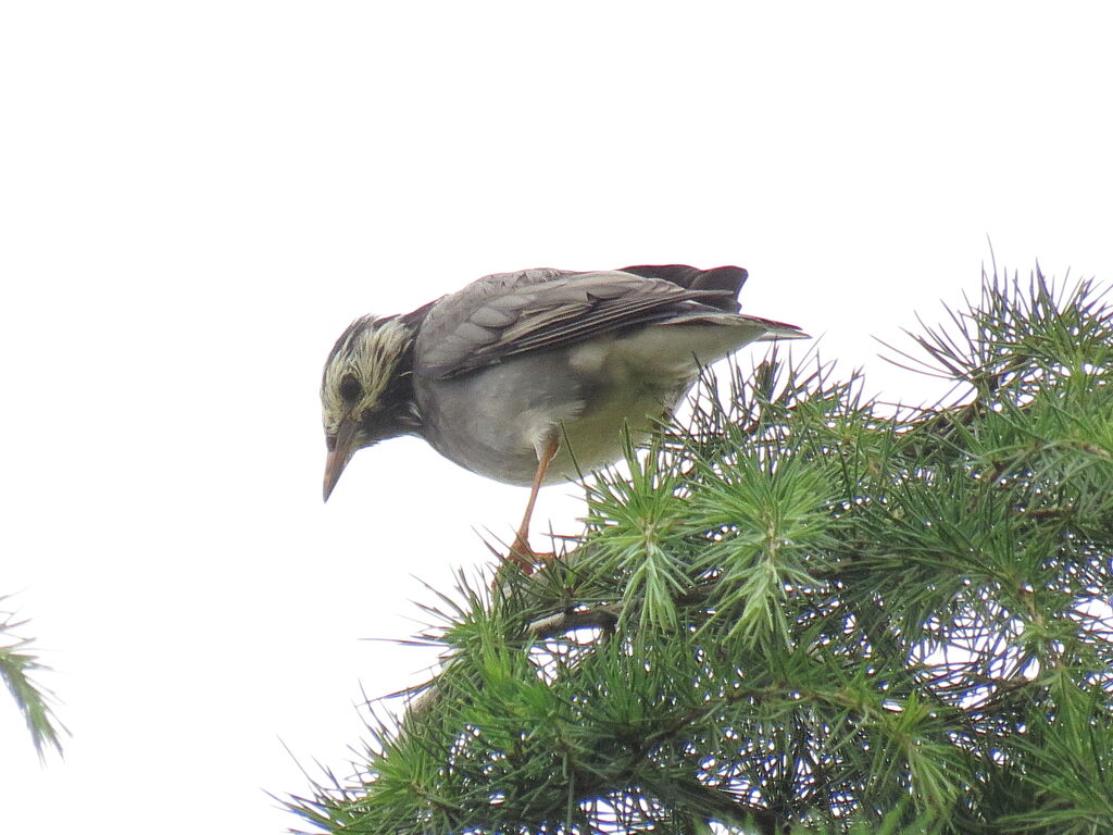 White-cheeked Starling