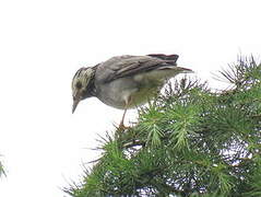 White-cheeked Starling