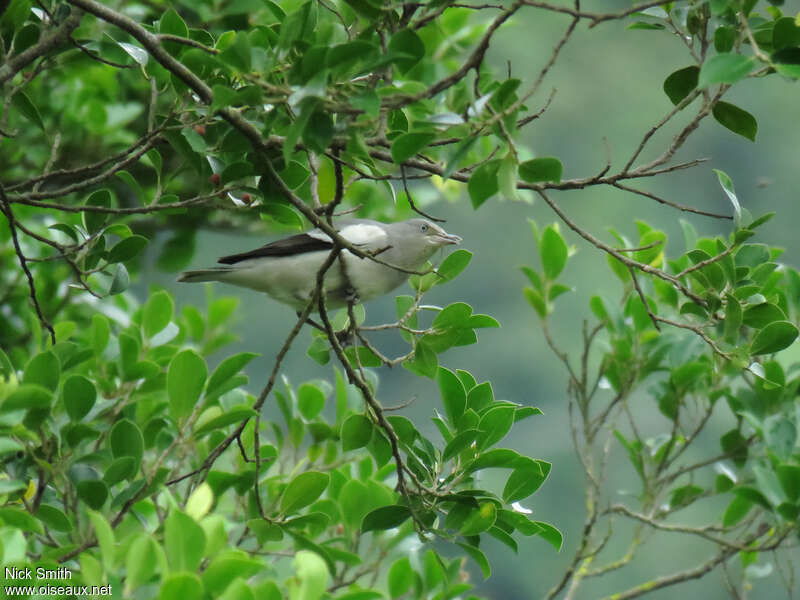 White-shouldered Starling male adult, habitat, pigmentation