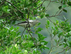 White-shouldered Starling