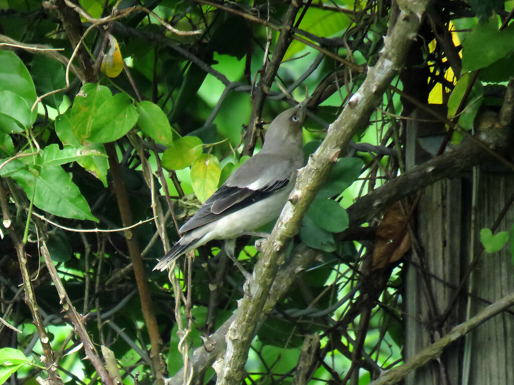 White-shouldered Starling