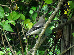 White-shouldered Starling