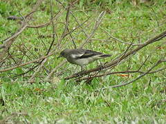 White-shouldered Starling