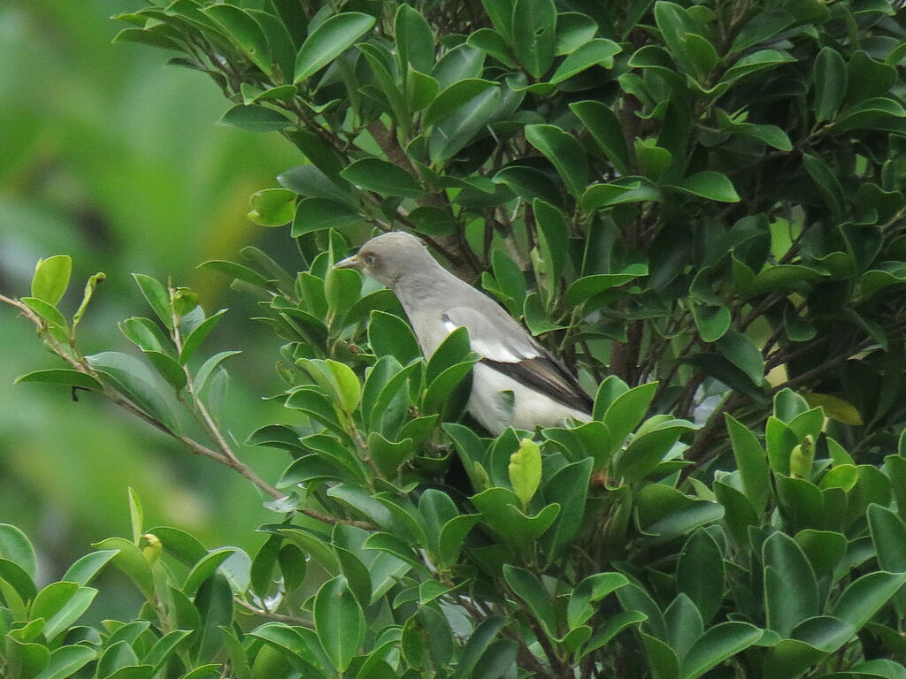 White-shouldered Starling