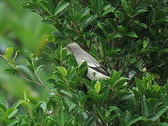 White-shouldered Starling