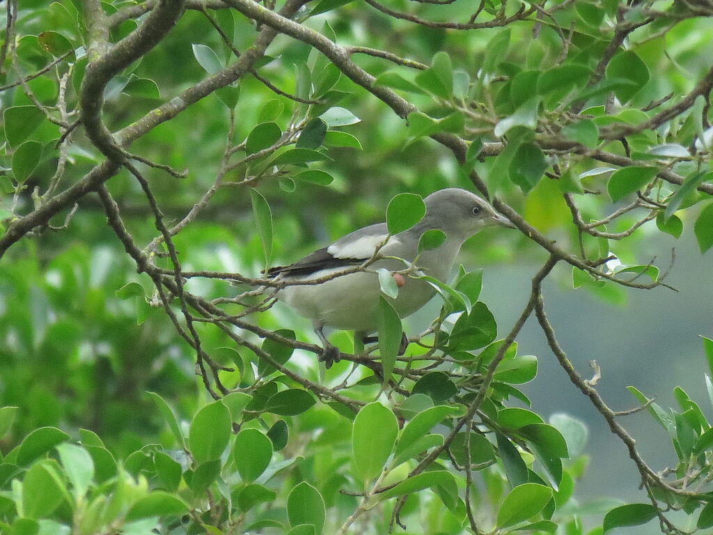 White-shouldered Starling